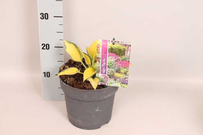 vaste planten 19 cm  Hosta June