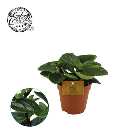 <h4>Peperomia Obtusifolia Red Canyon 12</h4>