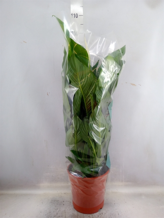 <h4>Spathiphyllum  'Sweet Lauretta'</h4>