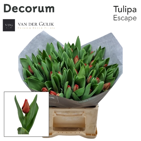 <h4>Tulipa si escape</h4>