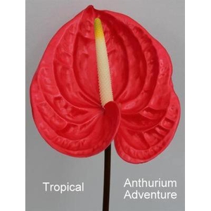 Anthurium Tropical