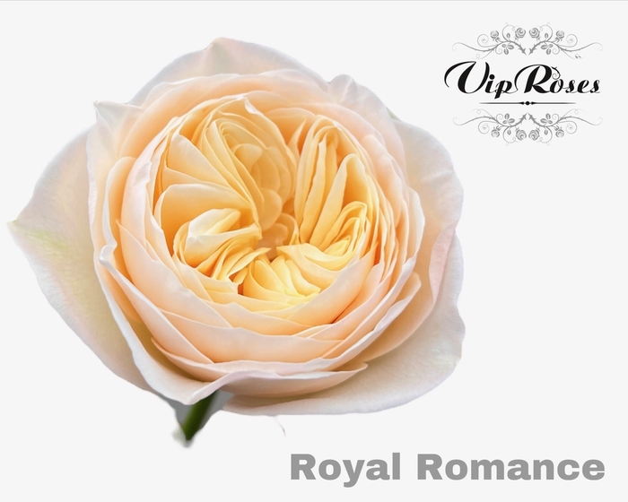 <h4>R Gr Royal Romance</h4>
