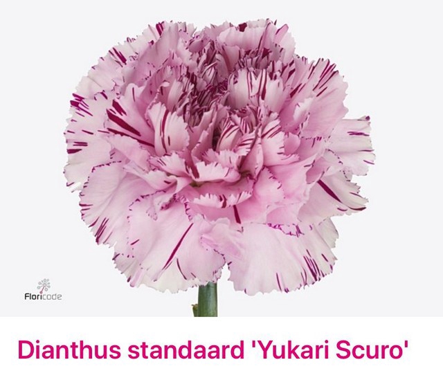 <h4>Dianthus st yukari scuro</h4>
