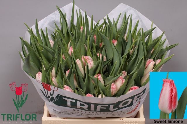 <h4>Tulipa (Fri. Sweet Simone</h4>