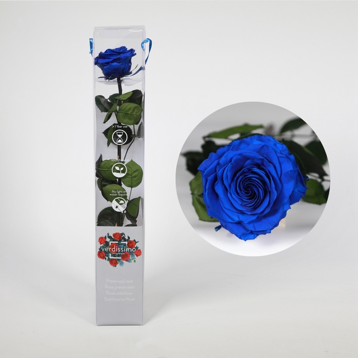 Roos op steel  xl Plexi 55cm Dark blue