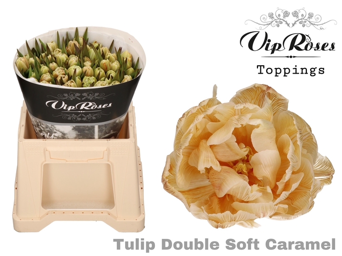 <h4>Tulipa do paint soft caramel</h4>