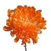 Chrysanthemum monoflor zembla naranja