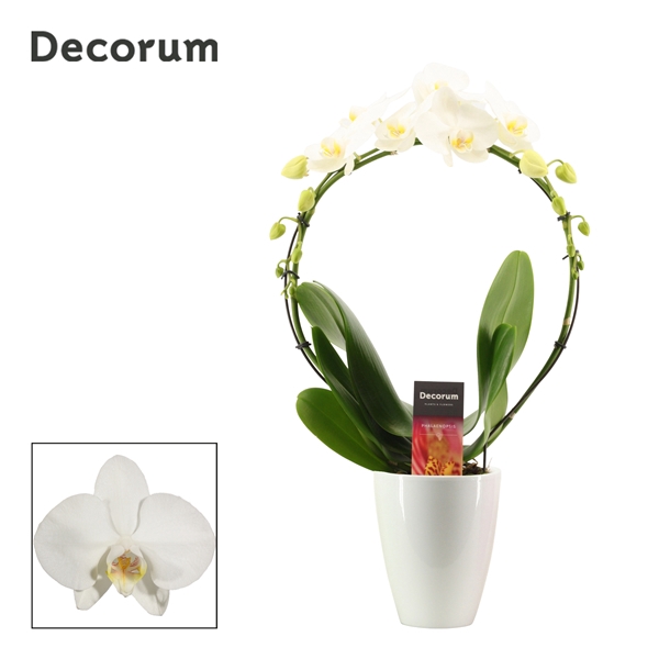 <h4>Phalaenopsis boog wit in Carly wit (Deco-collection)</h4>
