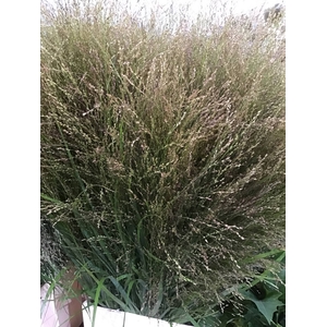 PANICUM GRÜN