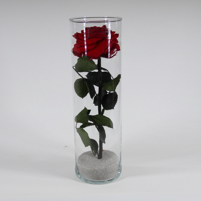 Glass XL Rose Red 25cm
