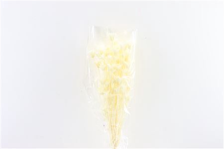 <h4>Dried Nigella Orient Bleached Bunch Poly</h4>
