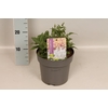 vaste planten 19 cm  Salvia Midnight Model