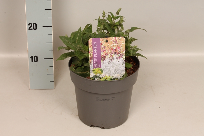 <h4>vaste planten 19 cm  Salvia Midnight Model</h4>