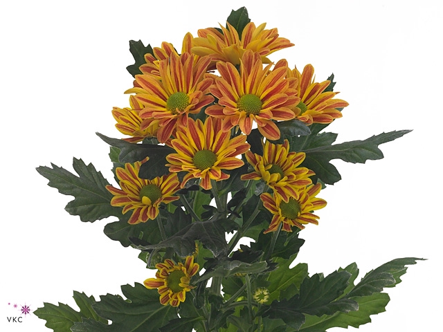 Chrysanthemum spray jordi