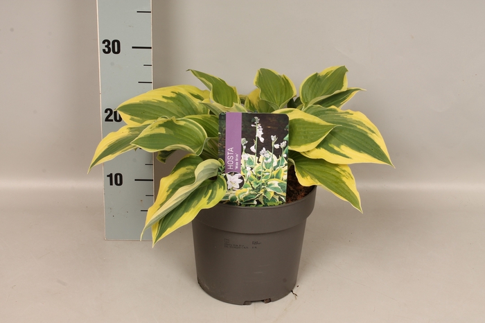 vaste planten 19 cm  Hosta Wide Brim afd.1 
