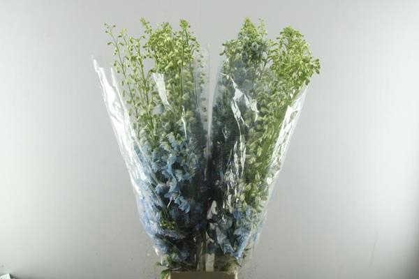<h4>Delph Cand Lavendel Shade</h4>