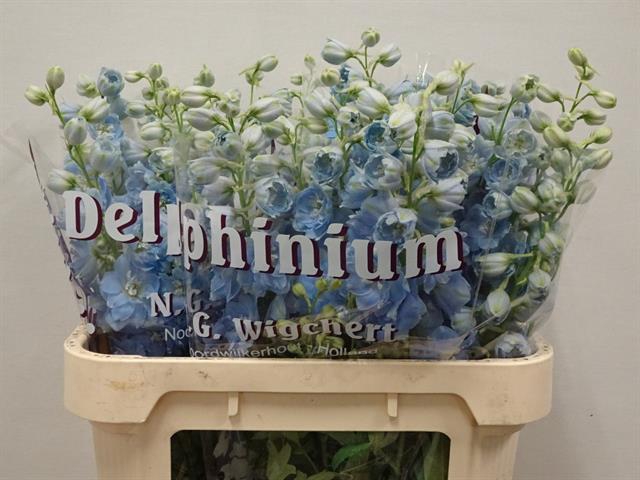 <h4>Delphinium el dewi boy</h4>