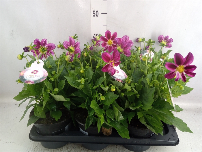 <h4>Dahlia  'Summerbees Purple Bicolor'</h4>