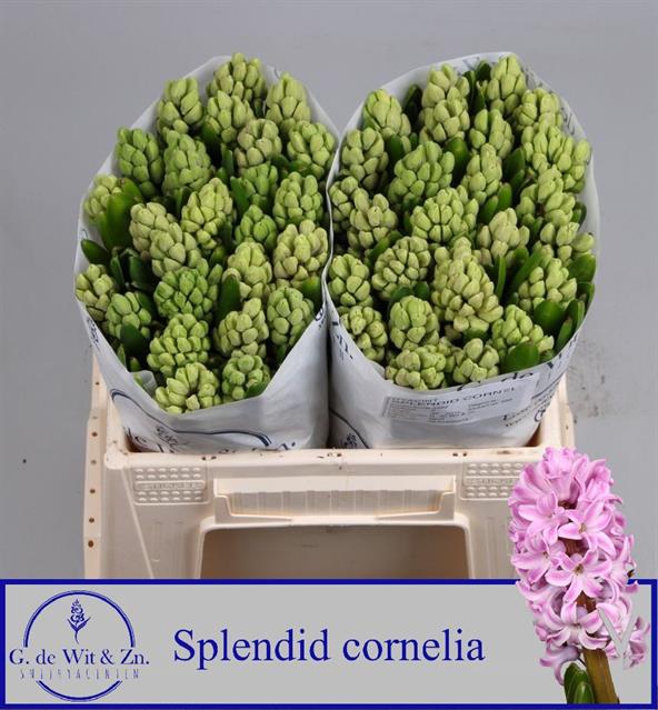 <h4>Hyacinthus splendid cornelia</h4>