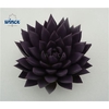 Echeveria Agavoides Paint Purple Cutflower Wincx-12cm