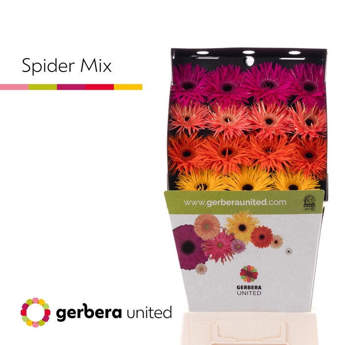 <h4>Gerbera Spider Mix Spider Diamond</h4>