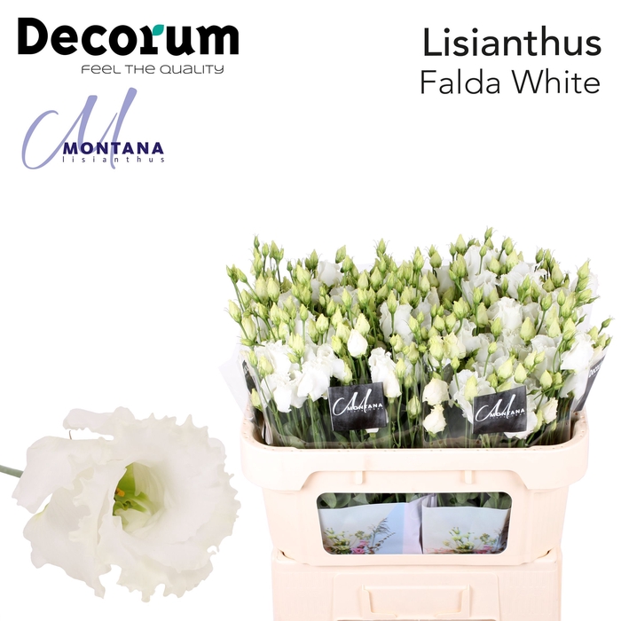 <h4>Lisianthus Falda white 70cm</h4>
