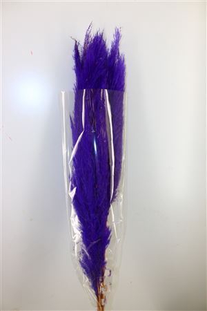 <h4>Dried Cortaderia Dadang Lilac 110cm</h4>