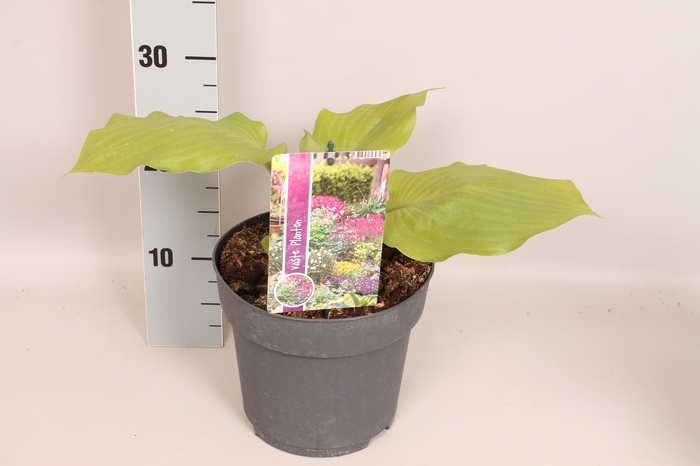 vaste planten 19 cm  Hosta sum & Substance
