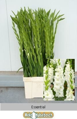 <h4>Gladiolus la essential</h4>