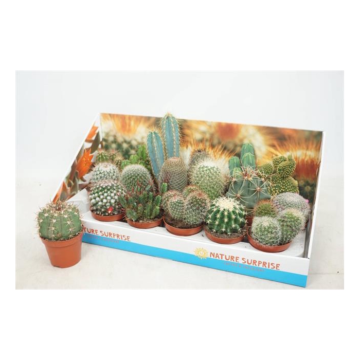 <h4>Cactus mix 8,5Ø 12cm</h4>