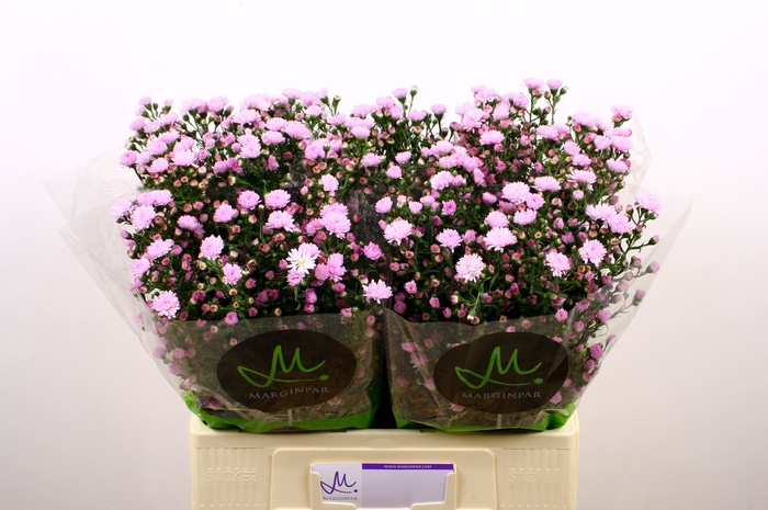 <h4>ASTER N-B 'DOUBLE DATE PINK'</h4>
