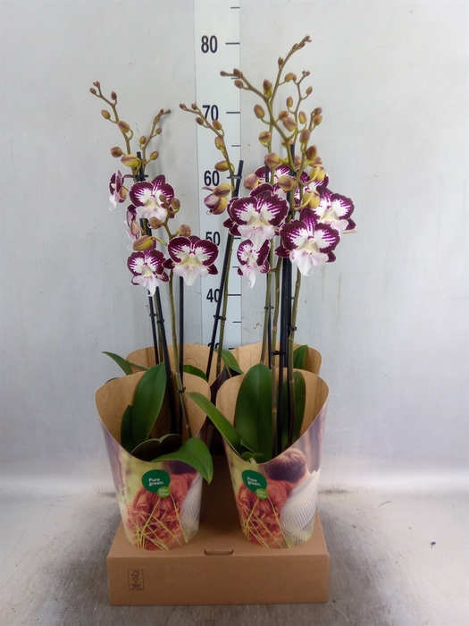 <h4>Phalaenopsis  'GbZ Tinkerbells'</h4>