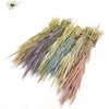 Hordeum per bunch mixed colours frosted