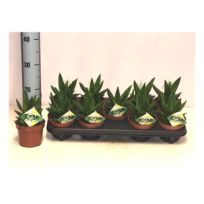 <h4>Aloe Perfoliata (Cites) 12Ø 20cm</h4>