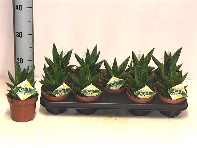 Aloe Perfoliata (Cites) 12Ø 20cm