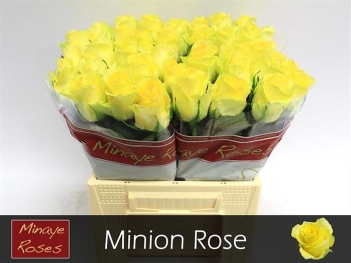 <h4>Rs gr Minion Rose</h4>