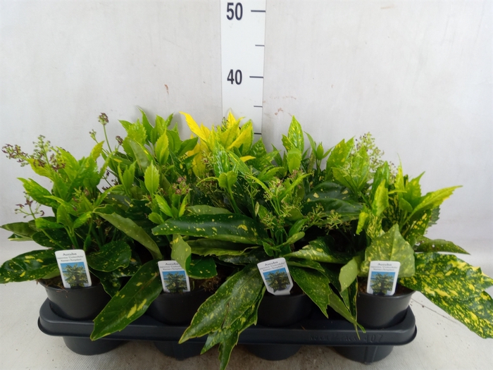 <h4>Aucuba japonica 'Crotonifolia'</h4>