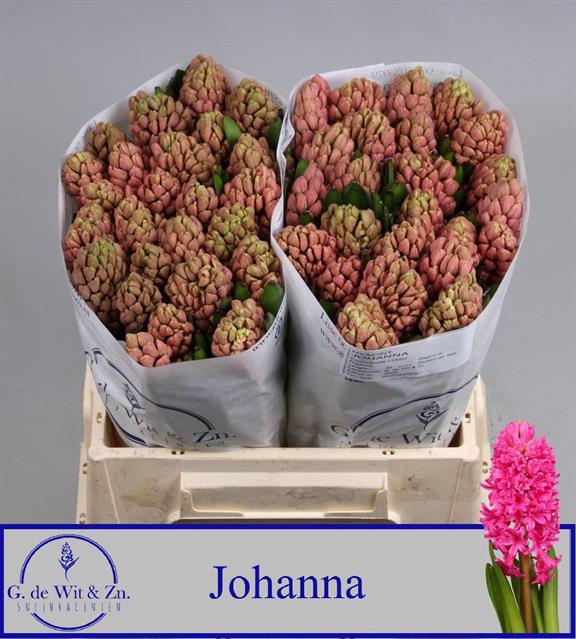 <h4>Hyacinthus johanna</h4>