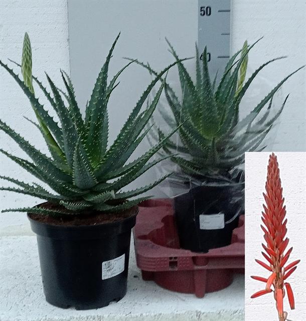 Aloe Arborescens (Cites) 19Ø 60cm
