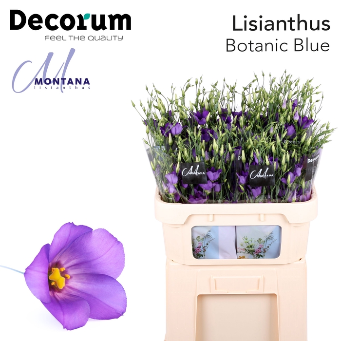 Lisianthus si botanic blue