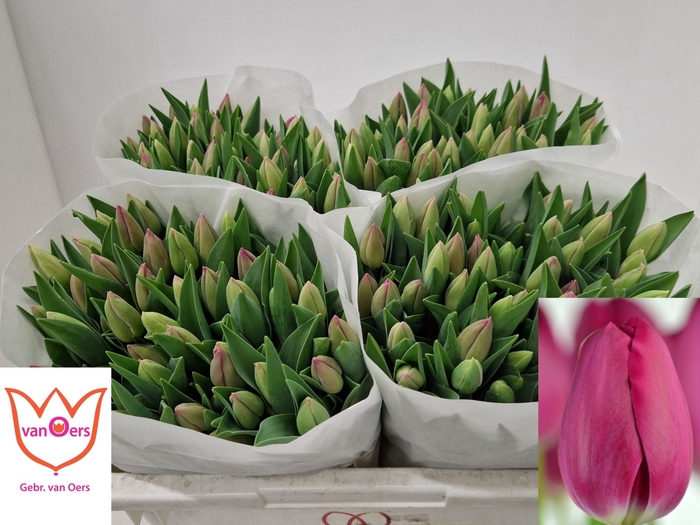 <h4>Tulipa enke. (Single Late Grp) Barc</h4>