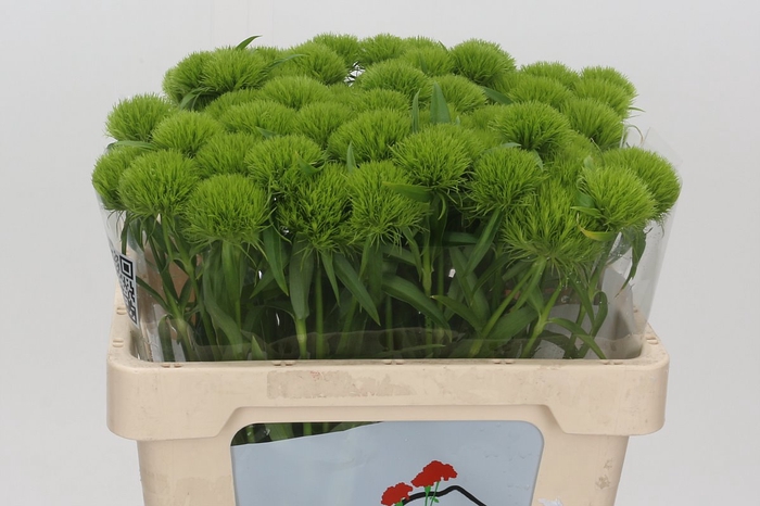 <h4>Dianthus br lady in green</h4>
