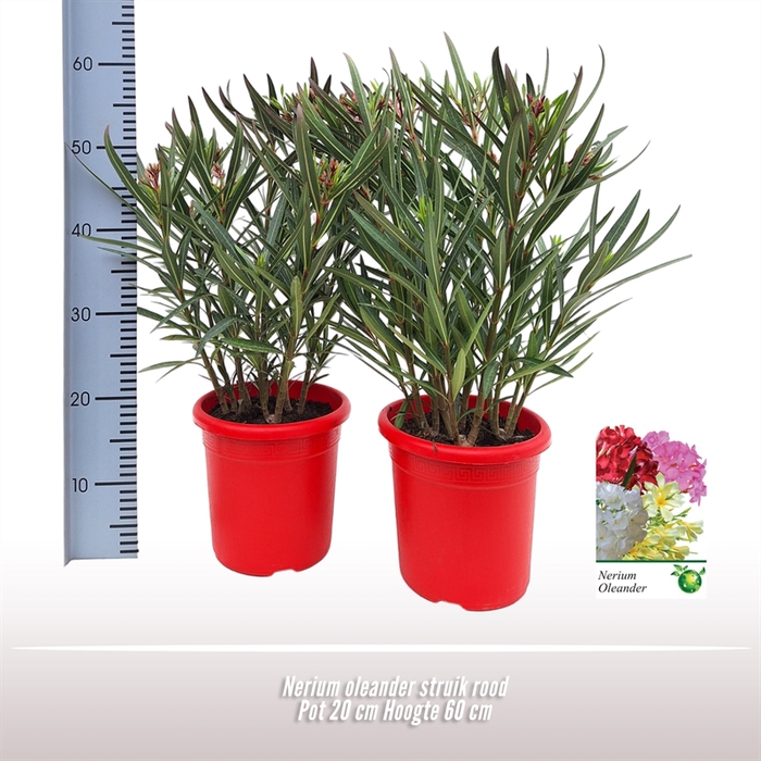 Nerium oleander struik rood