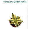 SANSEVIERIA GOLDEN HAHNII P11