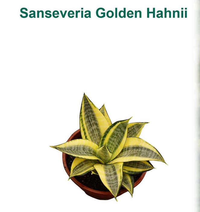 <h4>SANSEVIERIA GOLDEN HAHNII P11</h4>