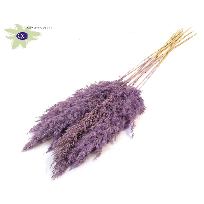 <h4>Pampas Grass 70cm 10stems per bunch Frosted Milka</h4>