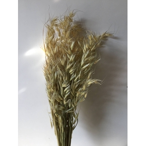 DRIED FLOWERS - AVENA WILD HAVER NATURAL