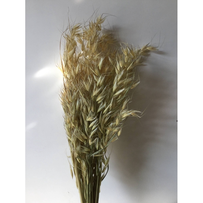 <h4>DRIED FLOWERS - AVENA WILD HAVER NATURAL</h4>