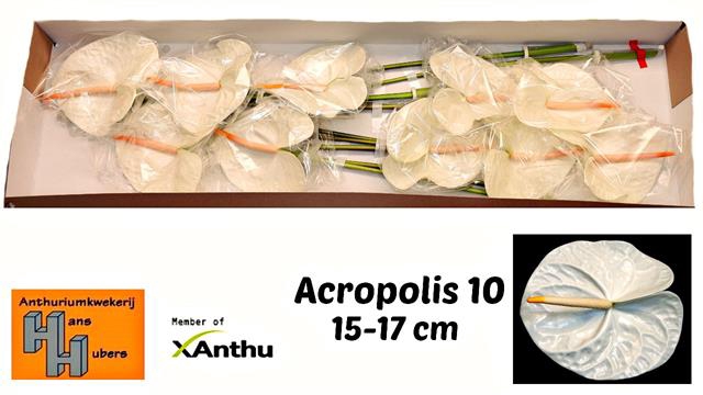 ANTH A ACROPOLIS