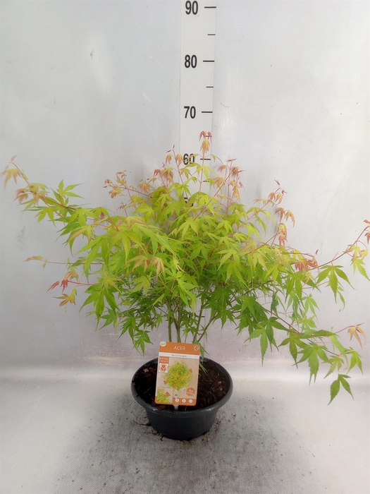<h4>Acer palmatum 'Katsura'</h4>